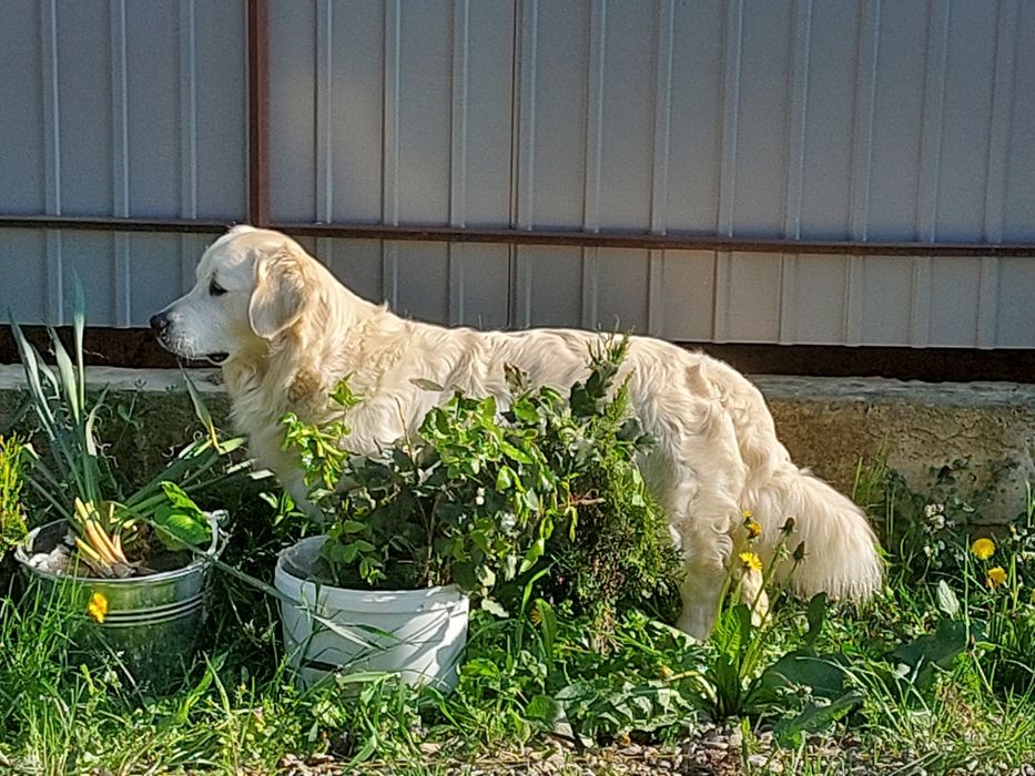 Голден Ретривьєр Вязка