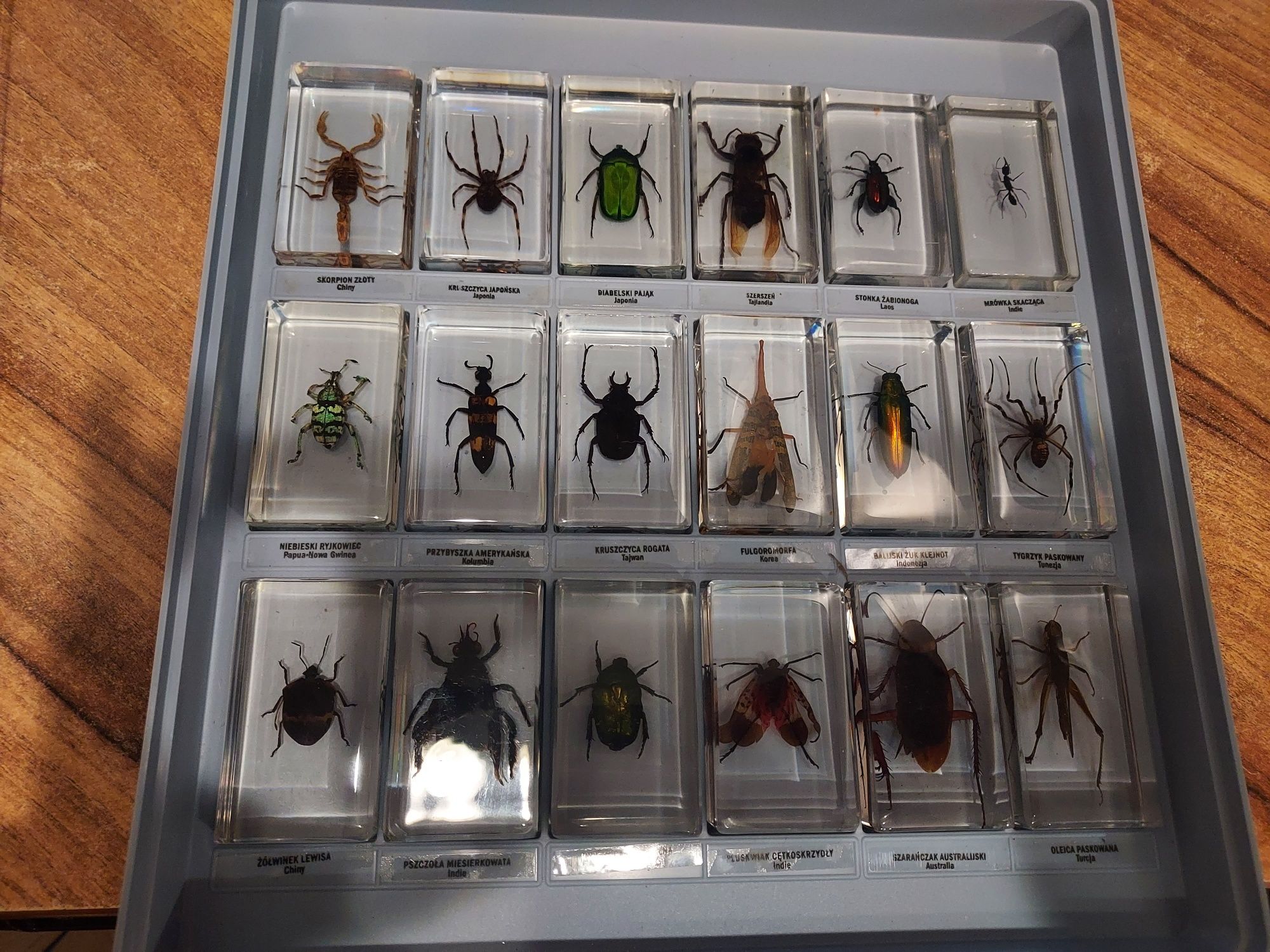 Kolekcja Prawdziwe owady, 30 numerów, owady w żywicy, okazja!