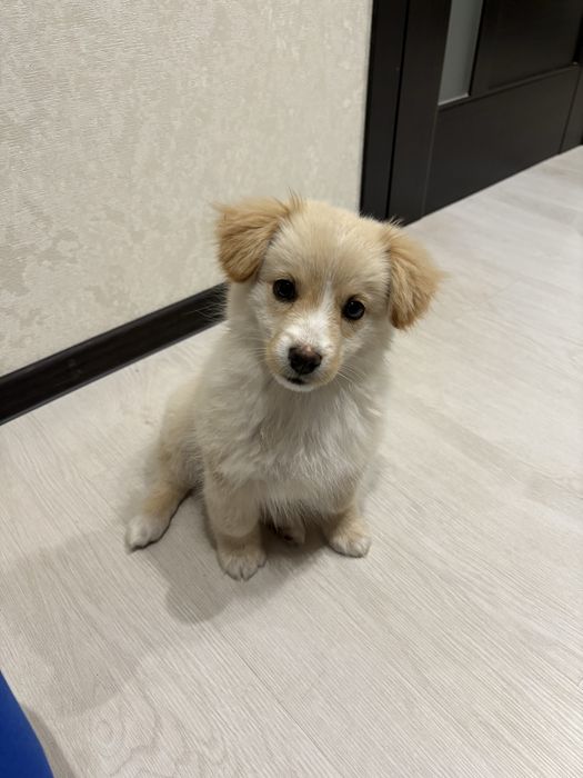 Щеня в добрі руки