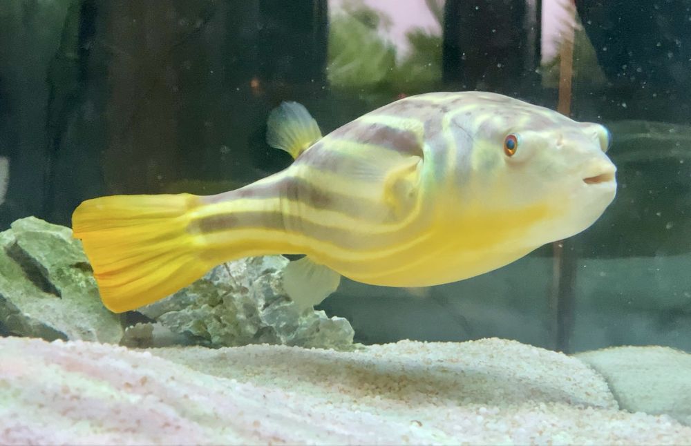 Peixe balão Fahaka Tetraodon