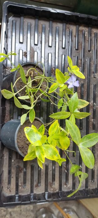 Барвинок пестролистный вечнозеленый почвопокровник