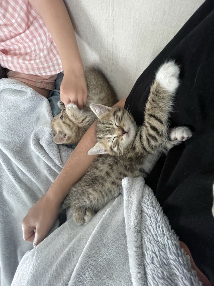 Котики, напівпородисті