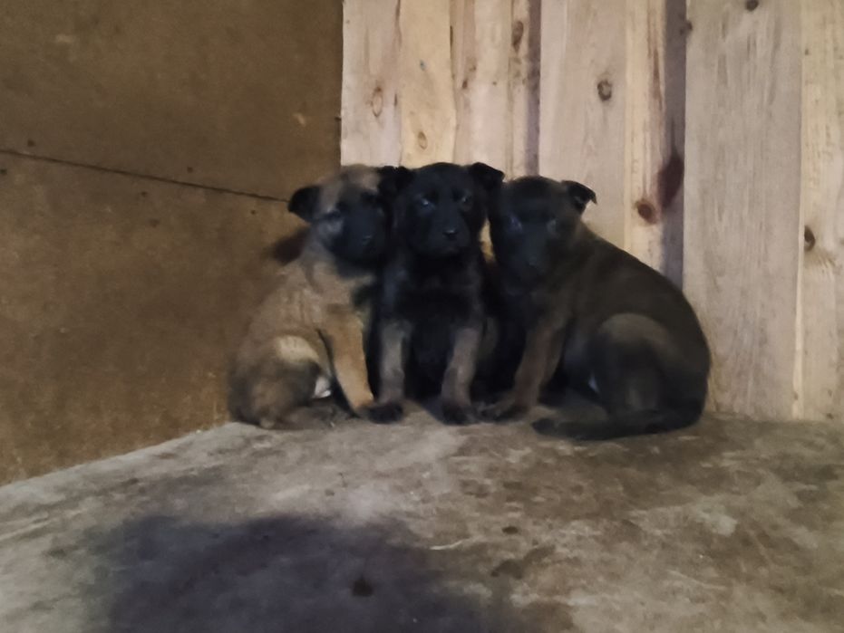 Owczarek belgijski z rodowodem