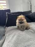 Pomeranian szpic miniaturowy