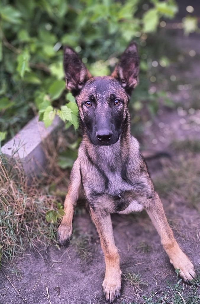 Owczarek belgijski malinois