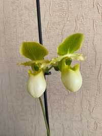 Пафіопеділум Піноккіо(жовтий) орхідея башмачок