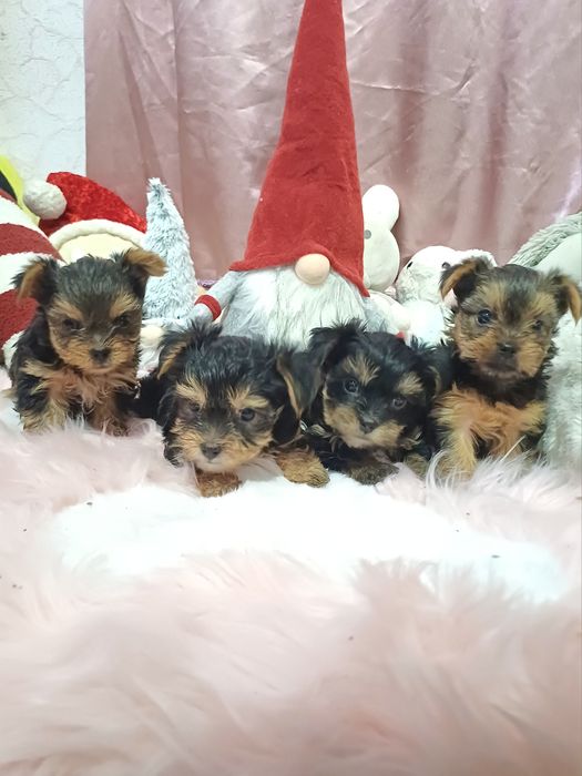 Дуже класні йоркширські терьери