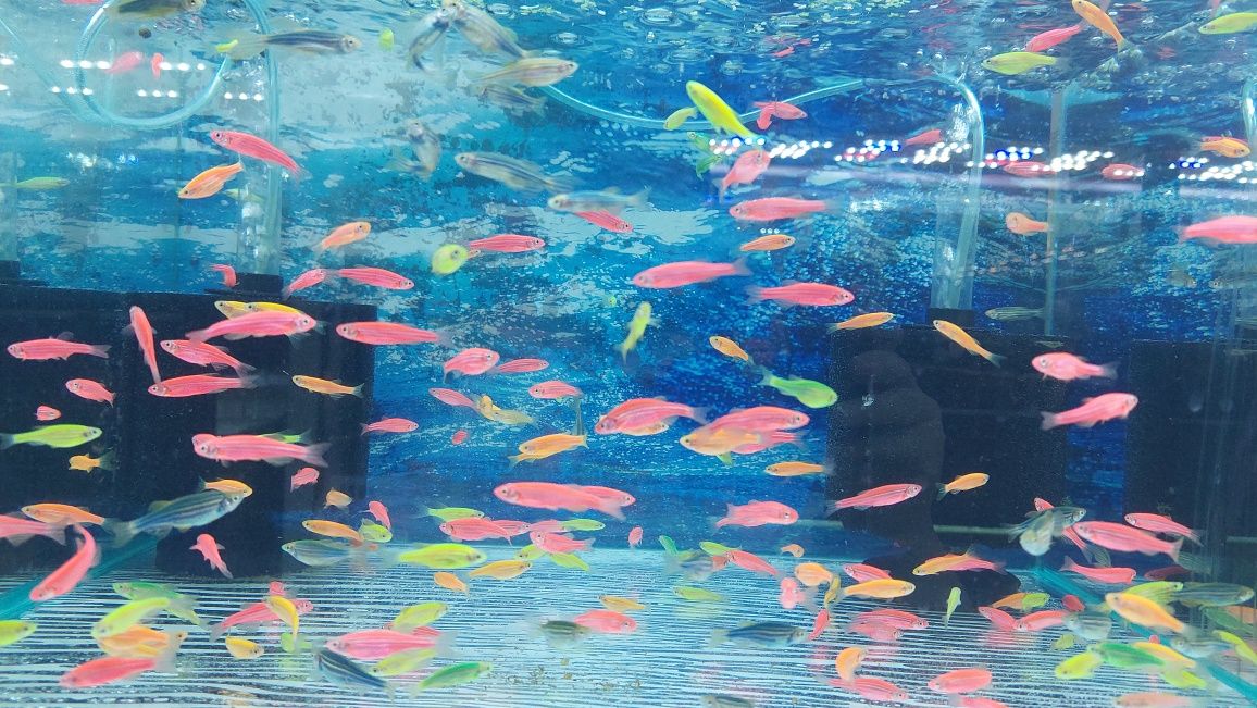 Danio kolor (Danio rerio) różne odmiany barwne WYSYŁKA AKWAWIN