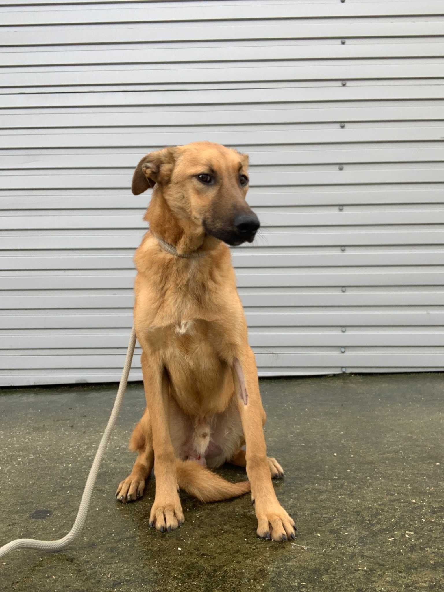 Cachorro Porte Médio (15kg) Para Adoção (Claus)