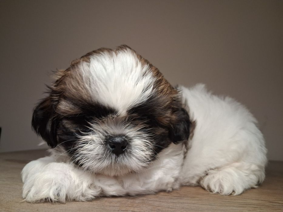 Szczenię ShihTzu
