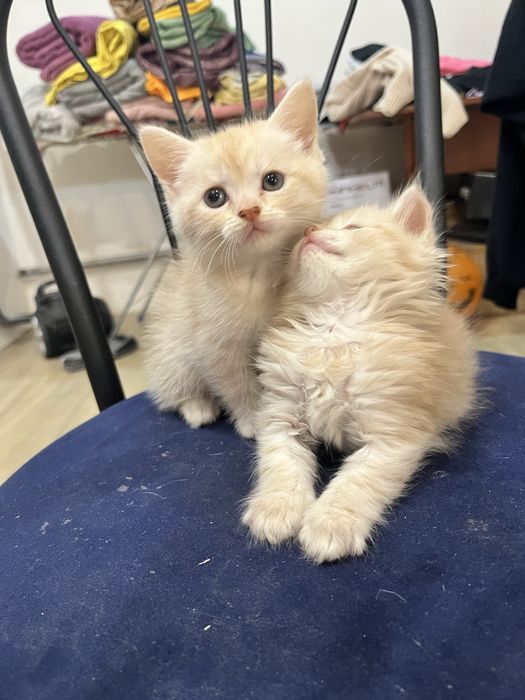 Віддам кошенят в хороші руки.