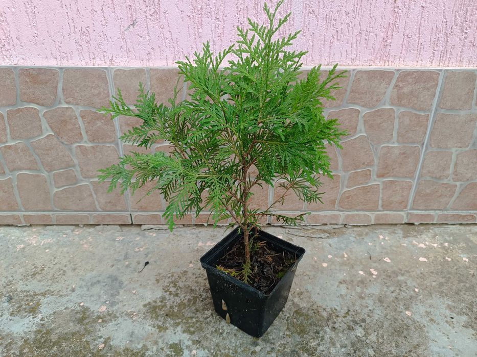 Туя западная Danica Aurea \Туя західна Даніка Ауреа в контейнере