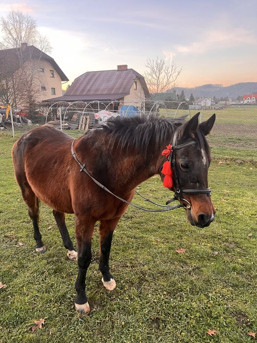 Klacz arabska, bardzo spokojna