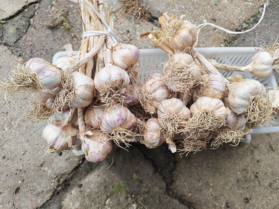 Czosnek ozimy harnaś 2 pęczki