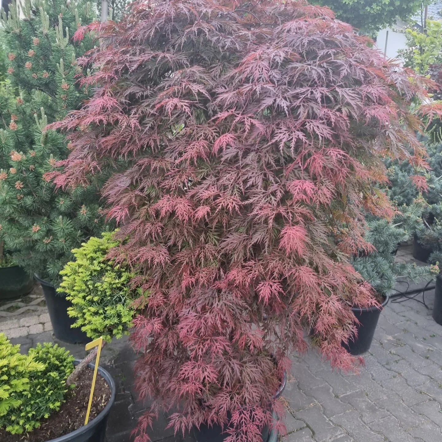 Krzewy ozdobne iglaste I liściaste Niwaki BONSAI