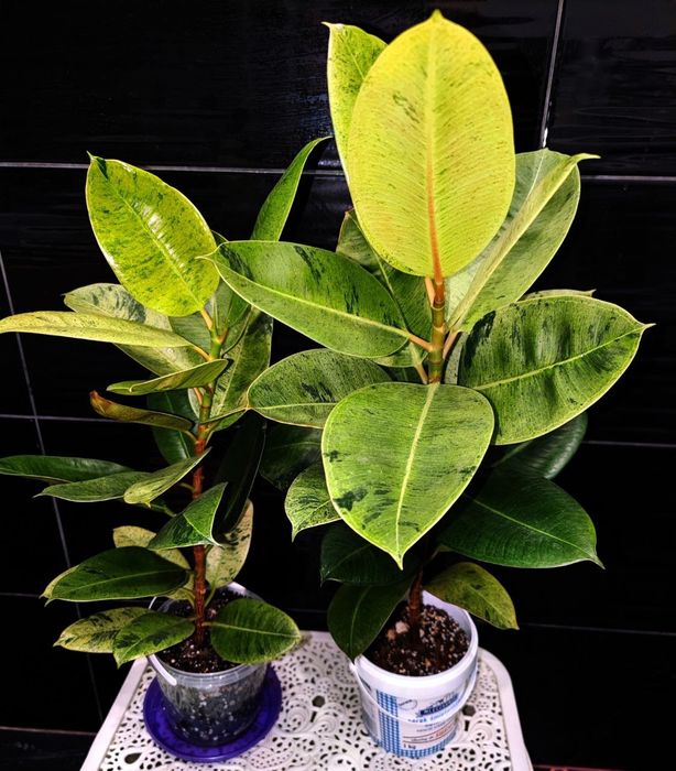 Фікус еластіка шриверіана муншайн Ficus elastica Schrijveriana