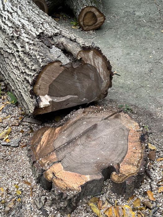 Продам стовбур і верхушку грецького горіха (канадський сорт)