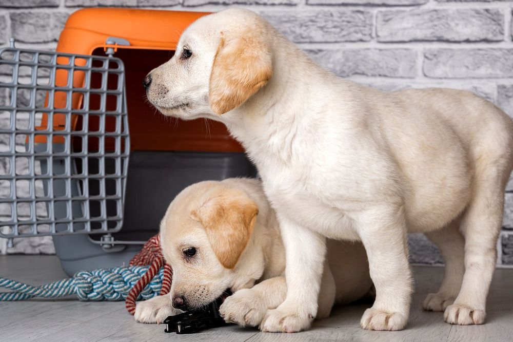 Цуценята Лабрадора з розплідника
Професійний підхід до розведення, від