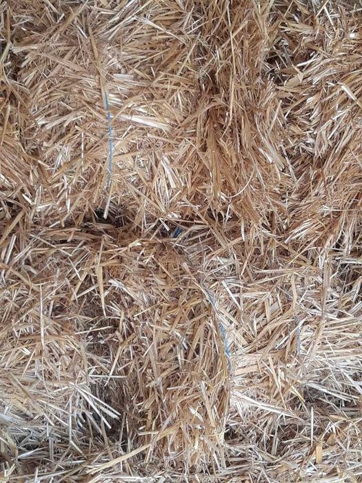 słoma jęczmienna siano