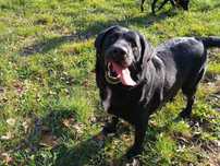 Meksyk w typie labrador retrievera - schronisko