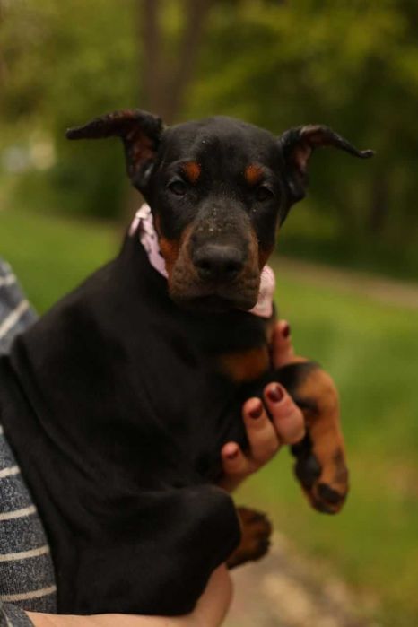 Ввічливі Дівчатка Добермана від розплідника Кку