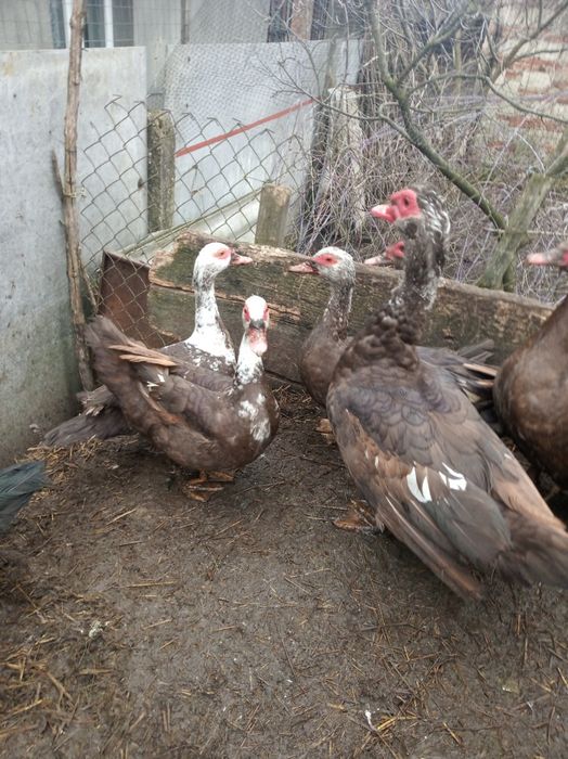 Продам індокачки . 1200 за пару