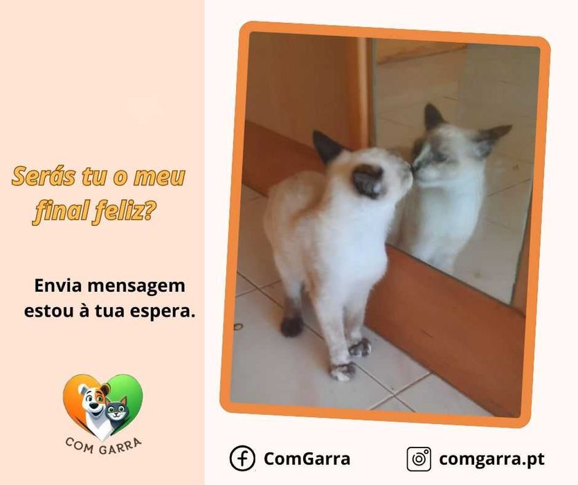 Gatinhos para adoção