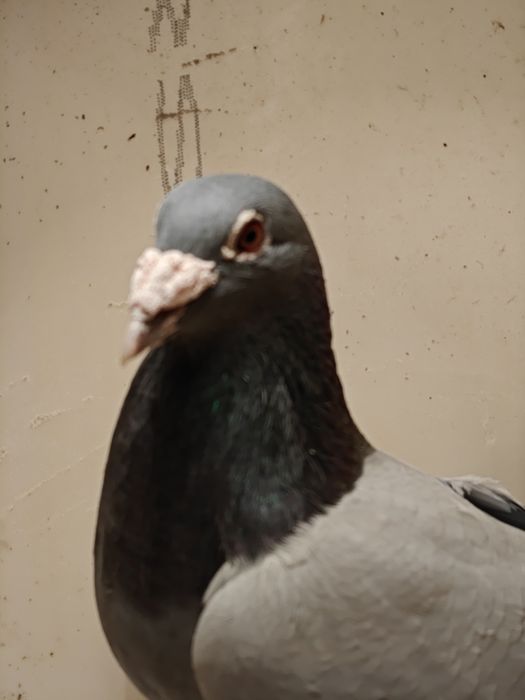 Gołębie pocztowe - Bosy Cieśla / Klaas-Kruger