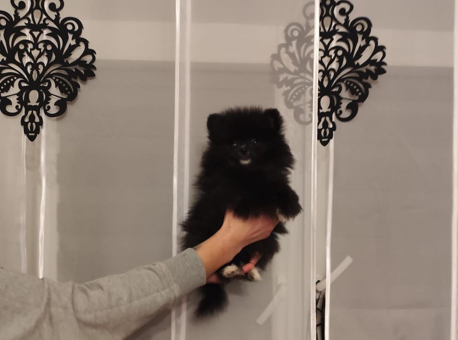 Szpic miniaturowy suczka