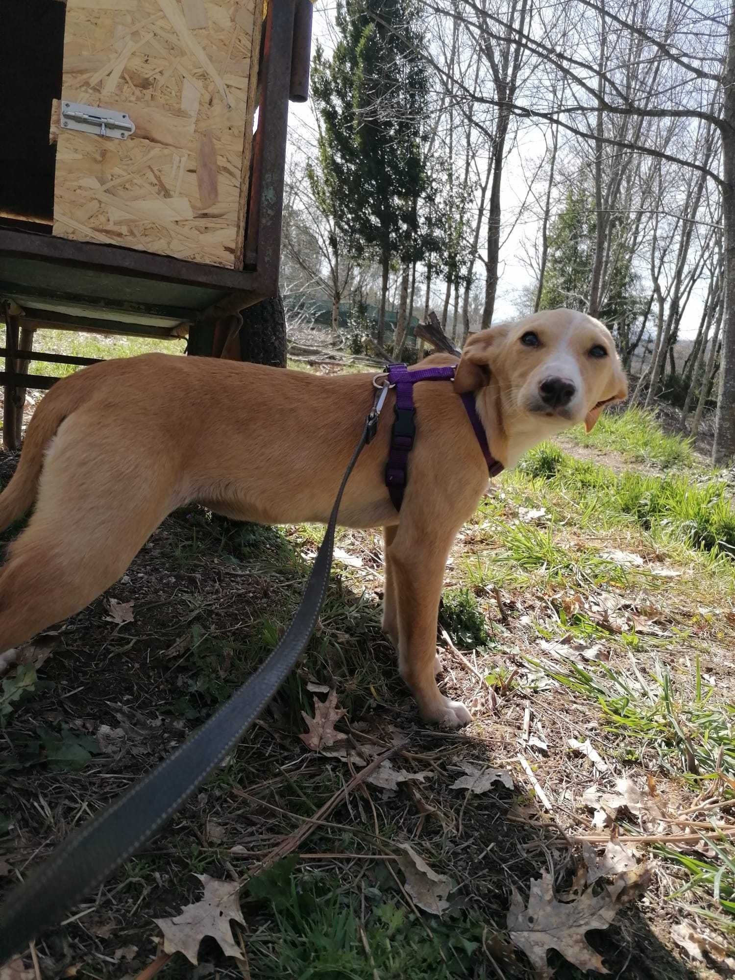 Cachorrinha para adoção responsável