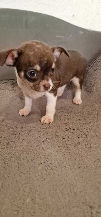 Chihuahua Fêmea Cor Chocolate