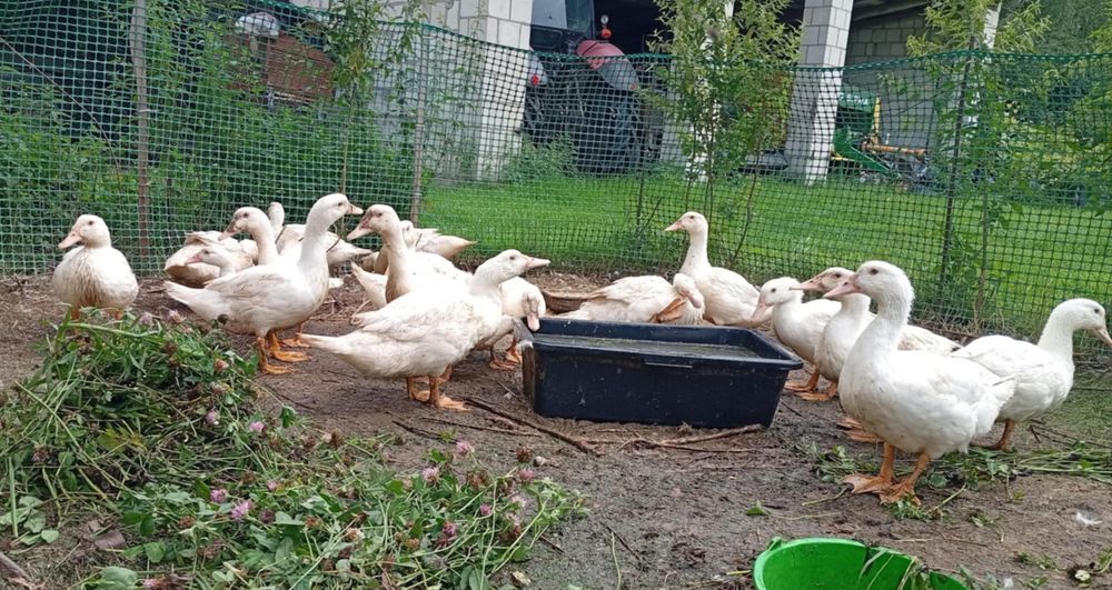 Sprzedam Kaczki tuszka Kaczka Ekologiczna od Rolnika