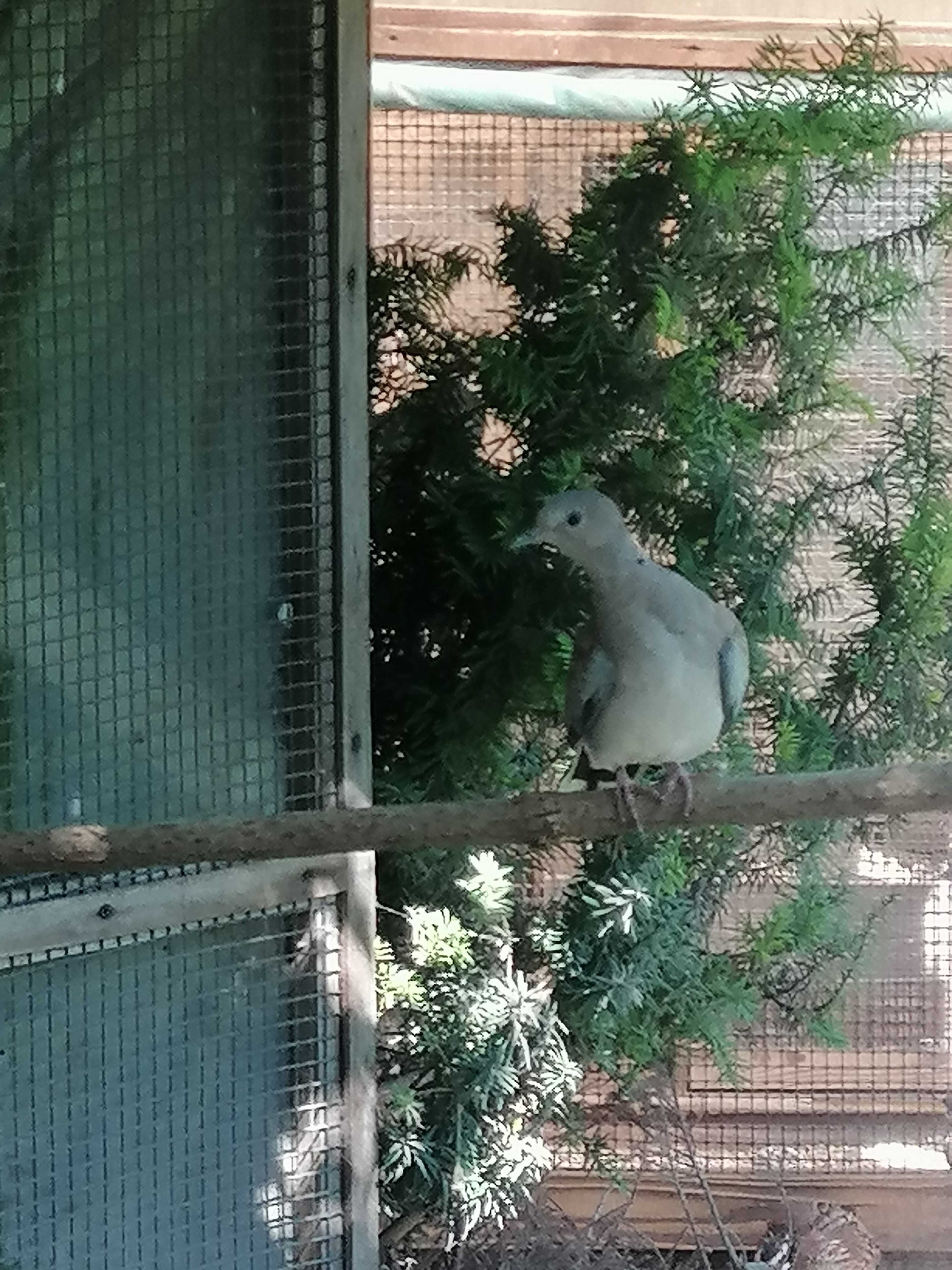 Turkawke sprzedam