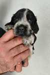 Cocker Spaniel Inglês TOP