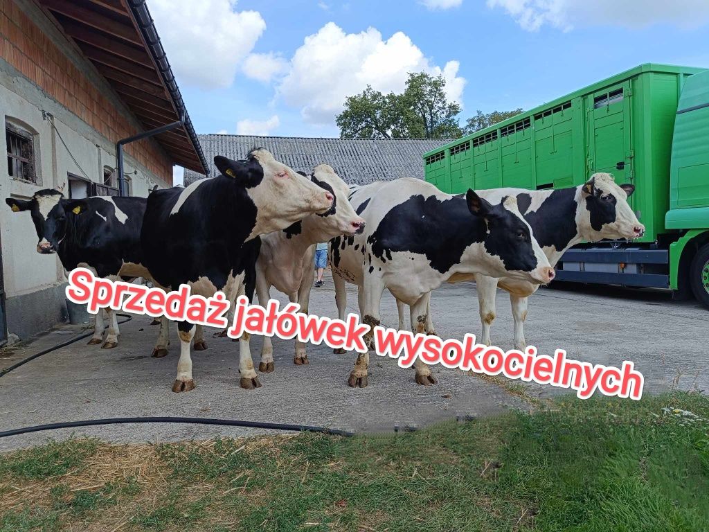 Jałówki wysokocielne hodowlane HF. Transport w cenie