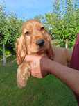 Suczka Cocker spaniel angielski