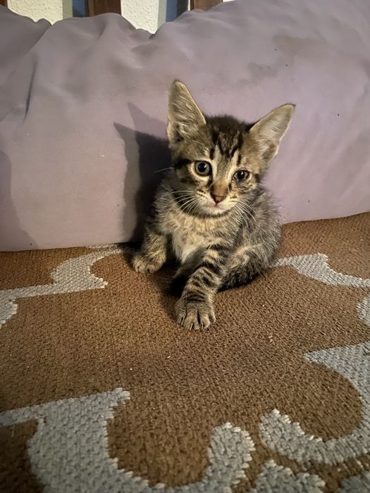 Da se gatinha bebe