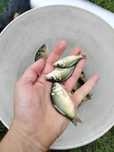Karp narybek 8-12cm