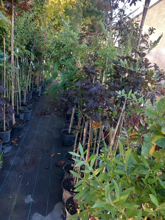 9zł.do 115cm tuje szmaragdy samemu kopanie