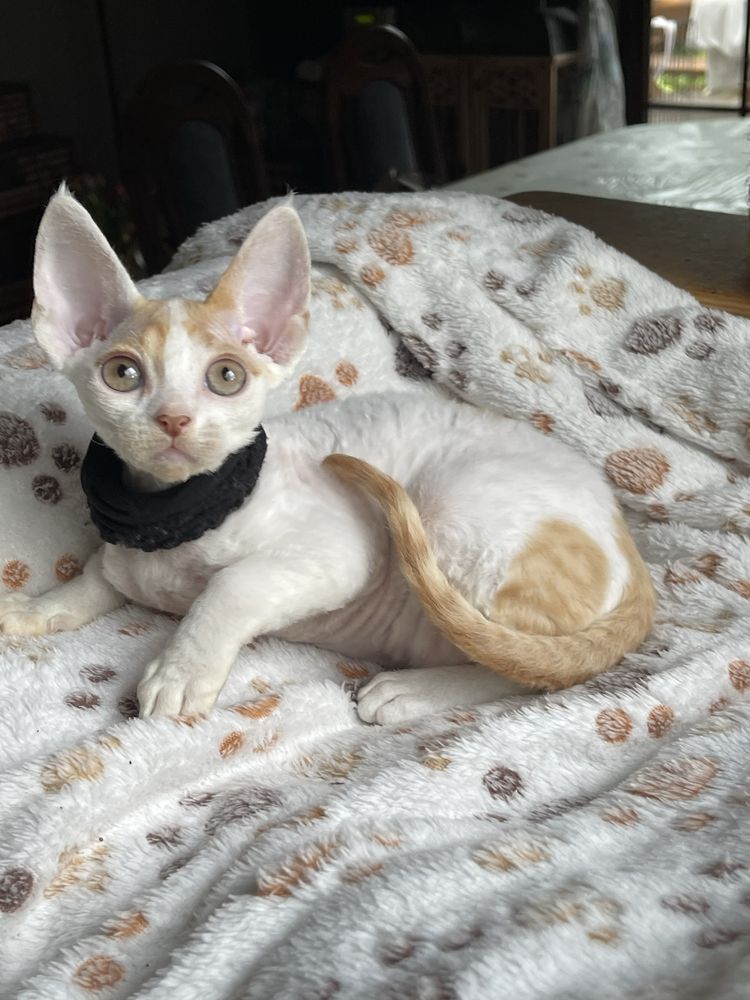 Devon rex kocurek , rodowod FPL /FIFE
