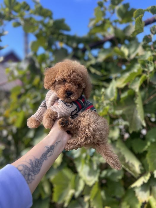 Мальтіпу хлопчик міні