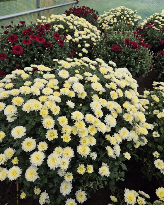 Chryzantemy złociste