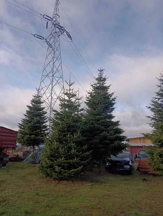 JODŁA KAUKASKA duże choinki bożonarodzeniowe 3-10 metrów