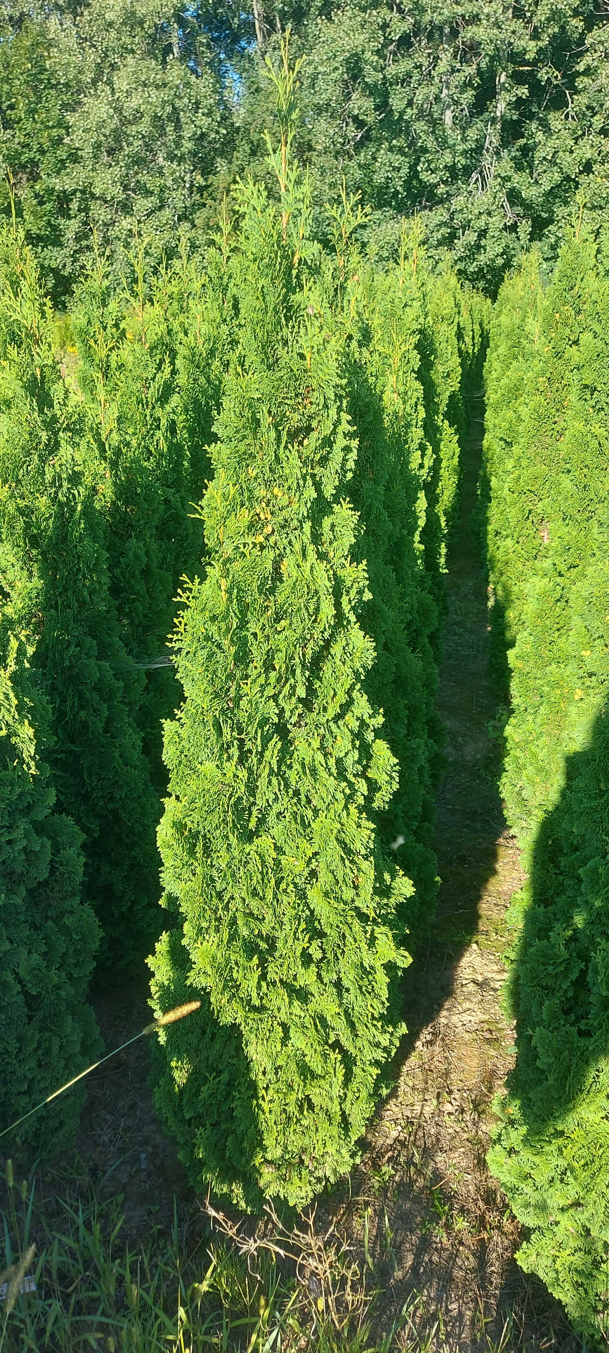 TUJE NA ŻYWOPŁOT 180cm Tuja Spiralis Groots Spire kolumnowa DUŻA