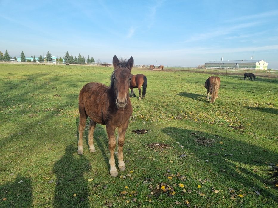 Konie zimnokrwiste, źrebaki, odsadki