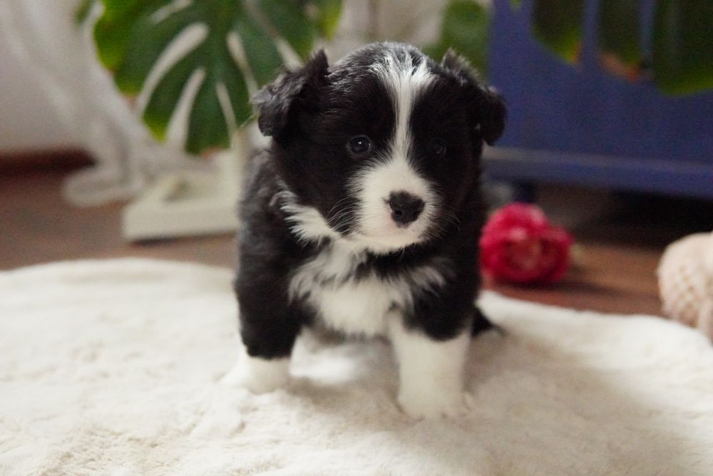 Border Collie  suczka ZKwP/FCI