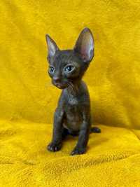 CORNISH REX - Dostępny kocurek o imieniu MAGIC Hodowla: MatiMalwa*PL