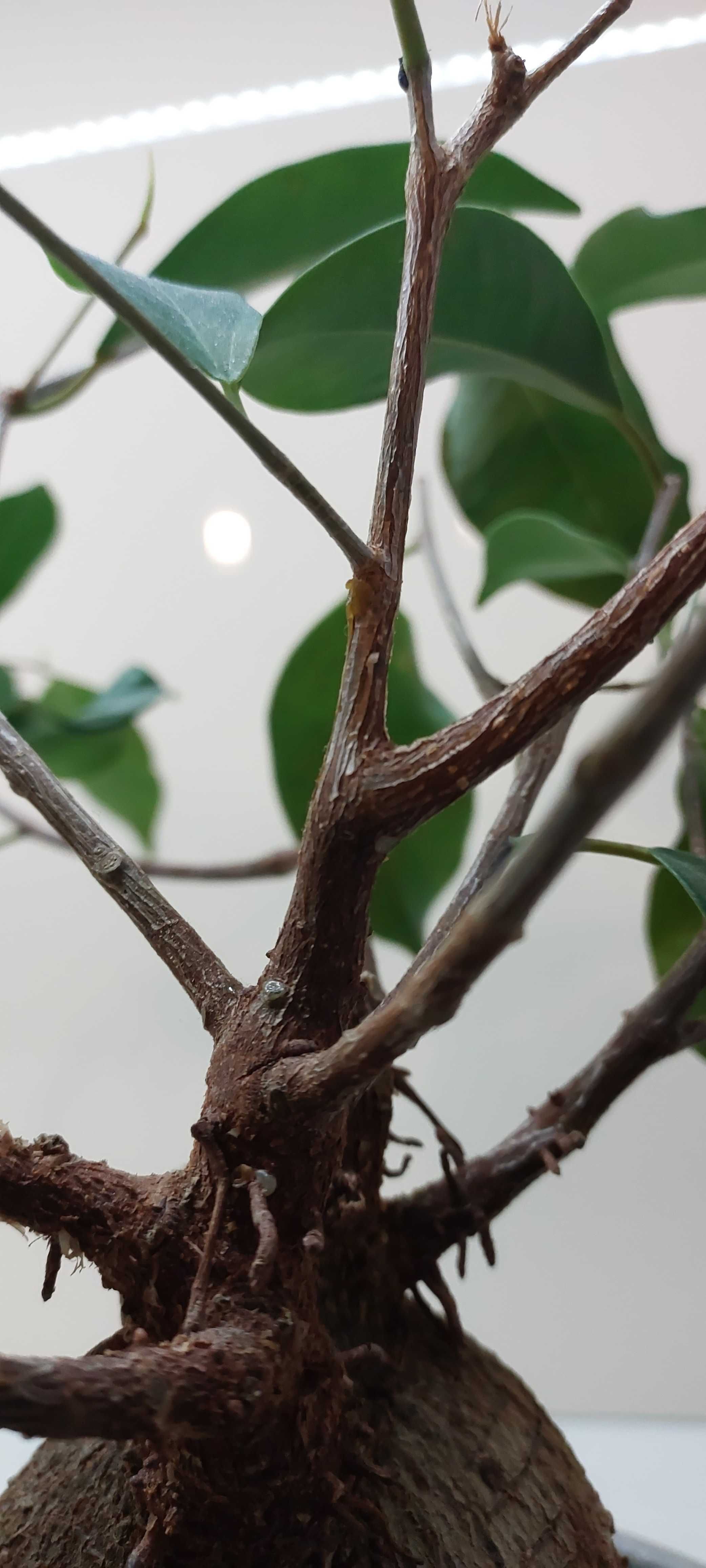 3 szt. szczepka odnóżka aplegra figowiec Ficus Microcarpa Fikus Tępy