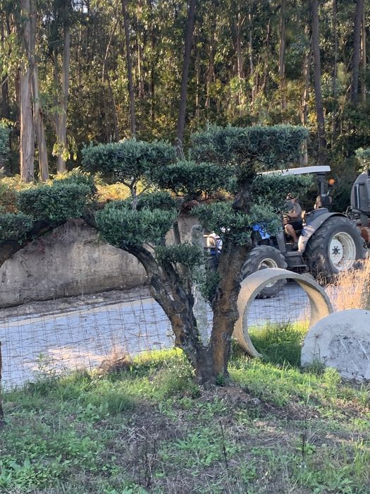 Oliveiras selecionadas