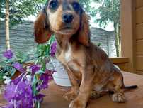 Cocker spaniel angielski sunia